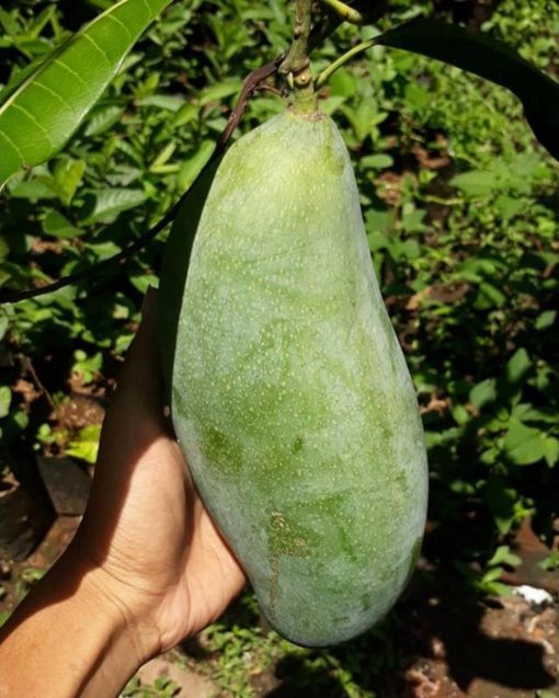 jual tanaman mangga mahatir super unggul Probolinggo