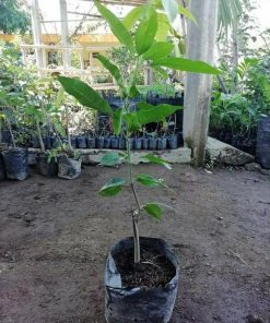 jual tanaman mangga manalagi madu Brebes