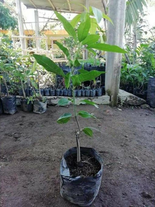 jual tanaman mangga manalagi madu Brebes