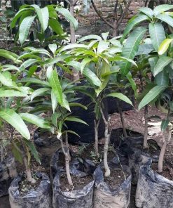 jual tanaman mangga manalagi okulasi cepat berbuah Aceh Jaya