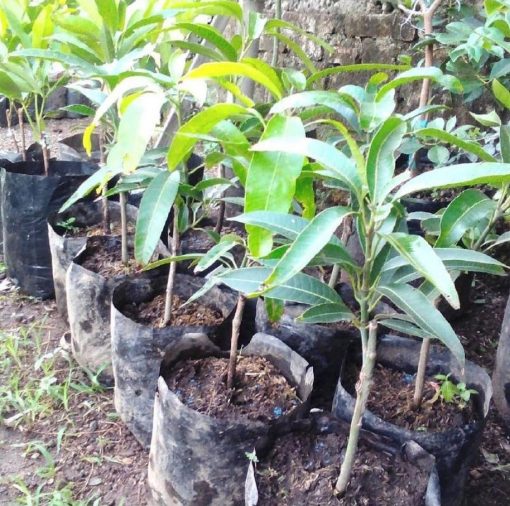 jual tanaman mangga manalagi okulasi cepat berbuah Minahasa Tenggara