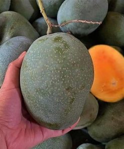 jual tanaman mangga manalagi okulasi cepat berbuah Sungai Penuh