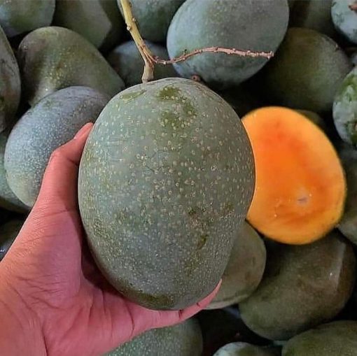 jual tanaman mangga manalagi okulasi cepat berbuah Sungai Penuh