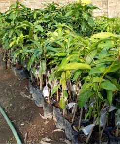 jual tanaman mangga manalagi situbondo Bangka Tengah