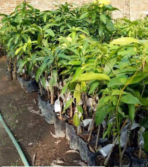 jual tanaman mangga manalagi situbondo Bangka Tengah