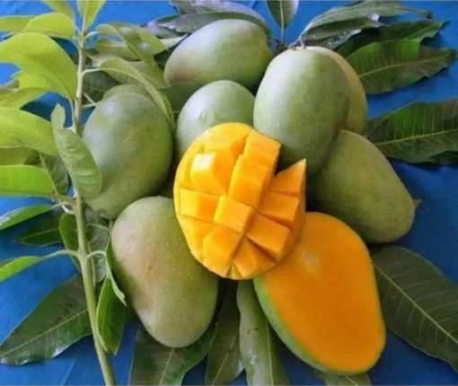 jual tanaman mangga manalagi situbondo Bolaang Mongondow