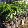 jual tanaman mangga mizaki Mamberamo Raya