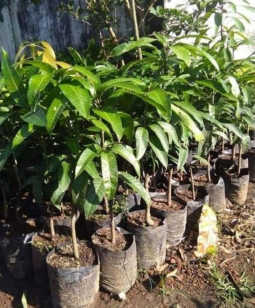 jual tanaman mangga mizaki Mamberamo Raya