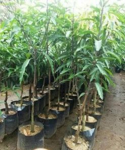 jual tanaman mangga namdokmai golden Ngawi