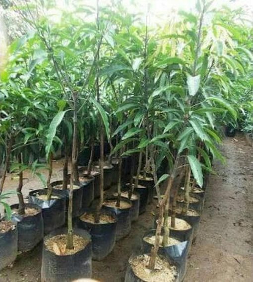 jual tanaman mangga namdokmai golden Ngawi