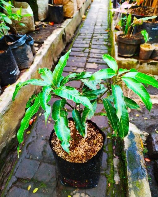 jual tanaman mangga namdokmai golden super Cirebon