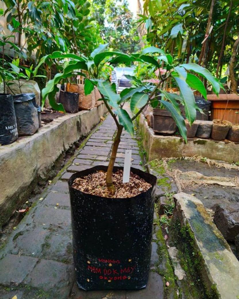 Gambar Produk jual tanaman mangga namdokmai golden super Tapanuli Selatan
