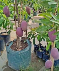 jual tanaman mangga okulasi super Majalengka