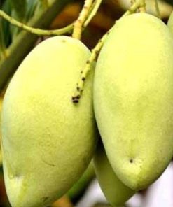 jual tanaman mangga okyong super Bengkulu Tengah