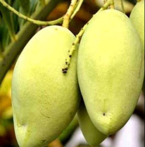 jual tanaman mangga okyong super Bengkulu Tengah