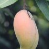 jual tanaman mangga pelangi mahachanok Aceh Besar
