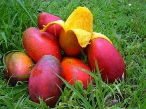 jual tanaman mangga red emperor Lhokseumawe