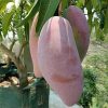 jual tanaman mangga red ivory asli hasil okulasi Kepahiang