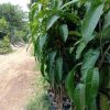 jual tanaman mangga red ivory super genjah asli Nduga