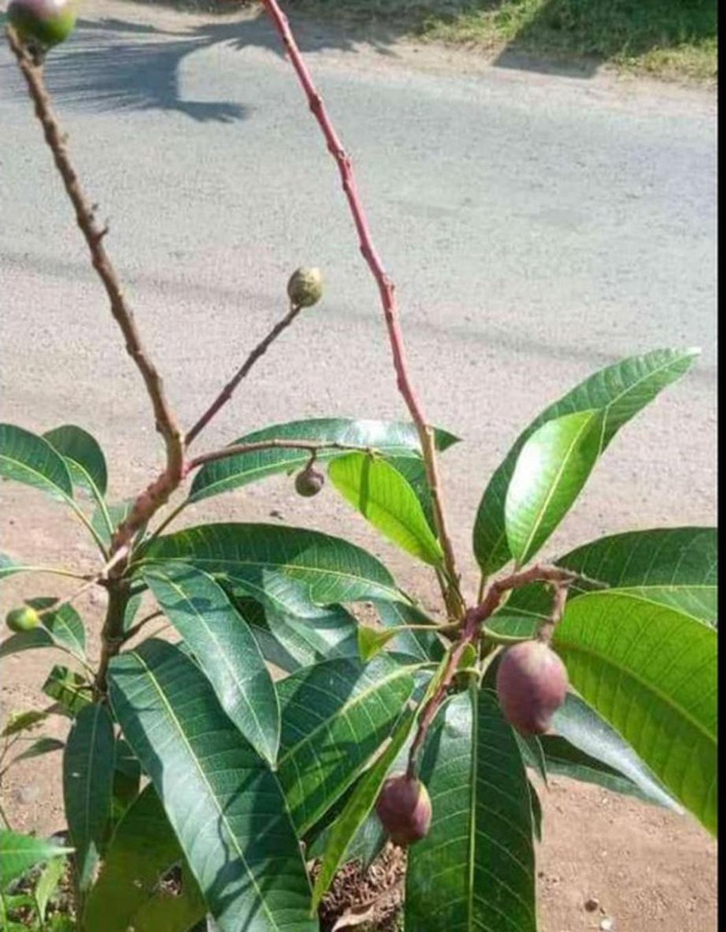 Gambar Produk jual tanaman mangga yuwen cepat berbunga Aceh Singkil