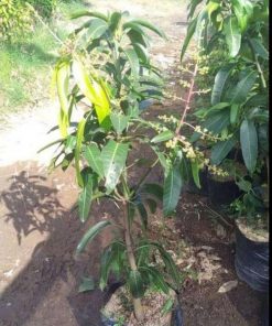 jual tanaman mangga yuwen cepat berbunga Banggai Kepulauan