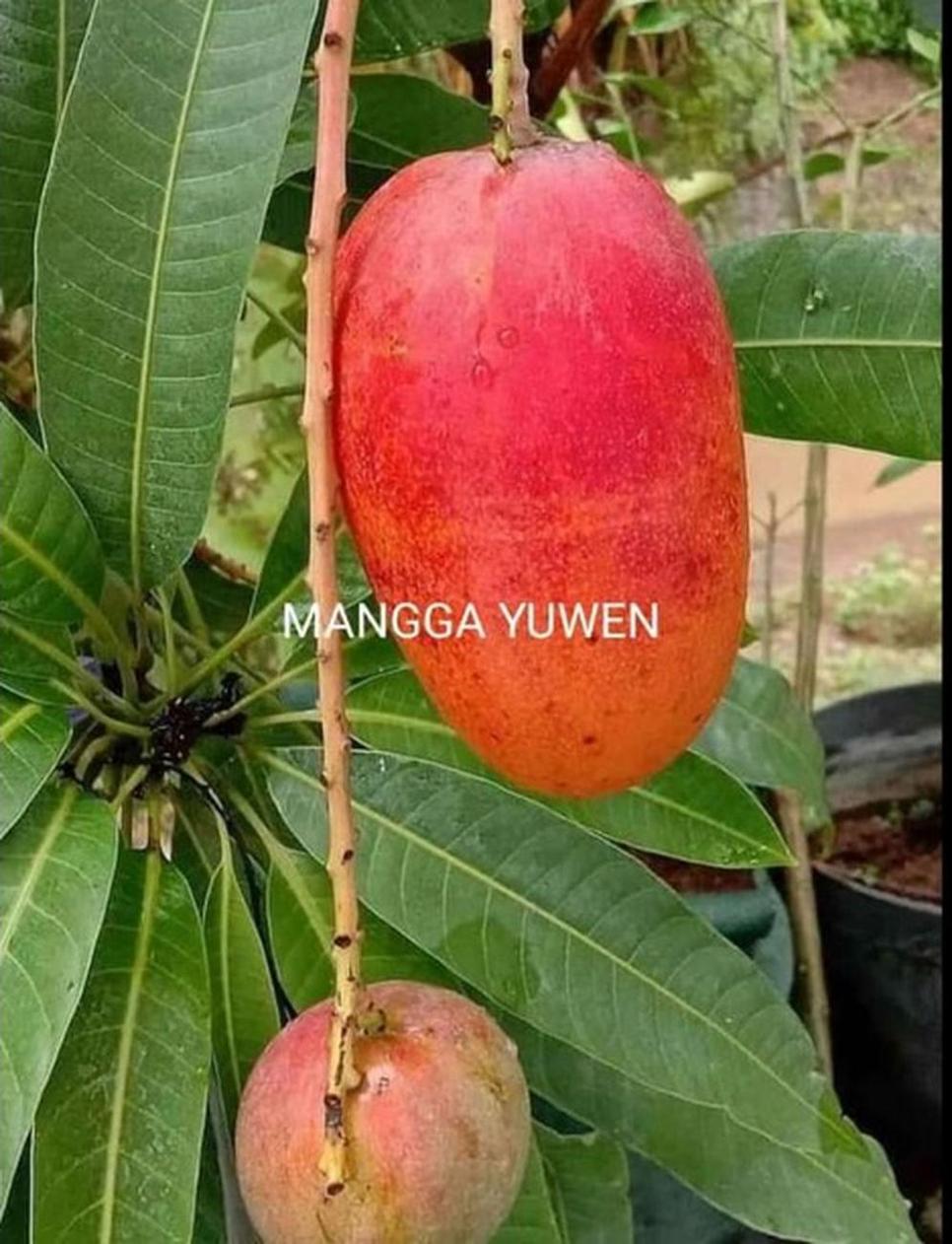 Gambar Produk jual tanaman mangga yuwen cepat berbunga Gorontalo
