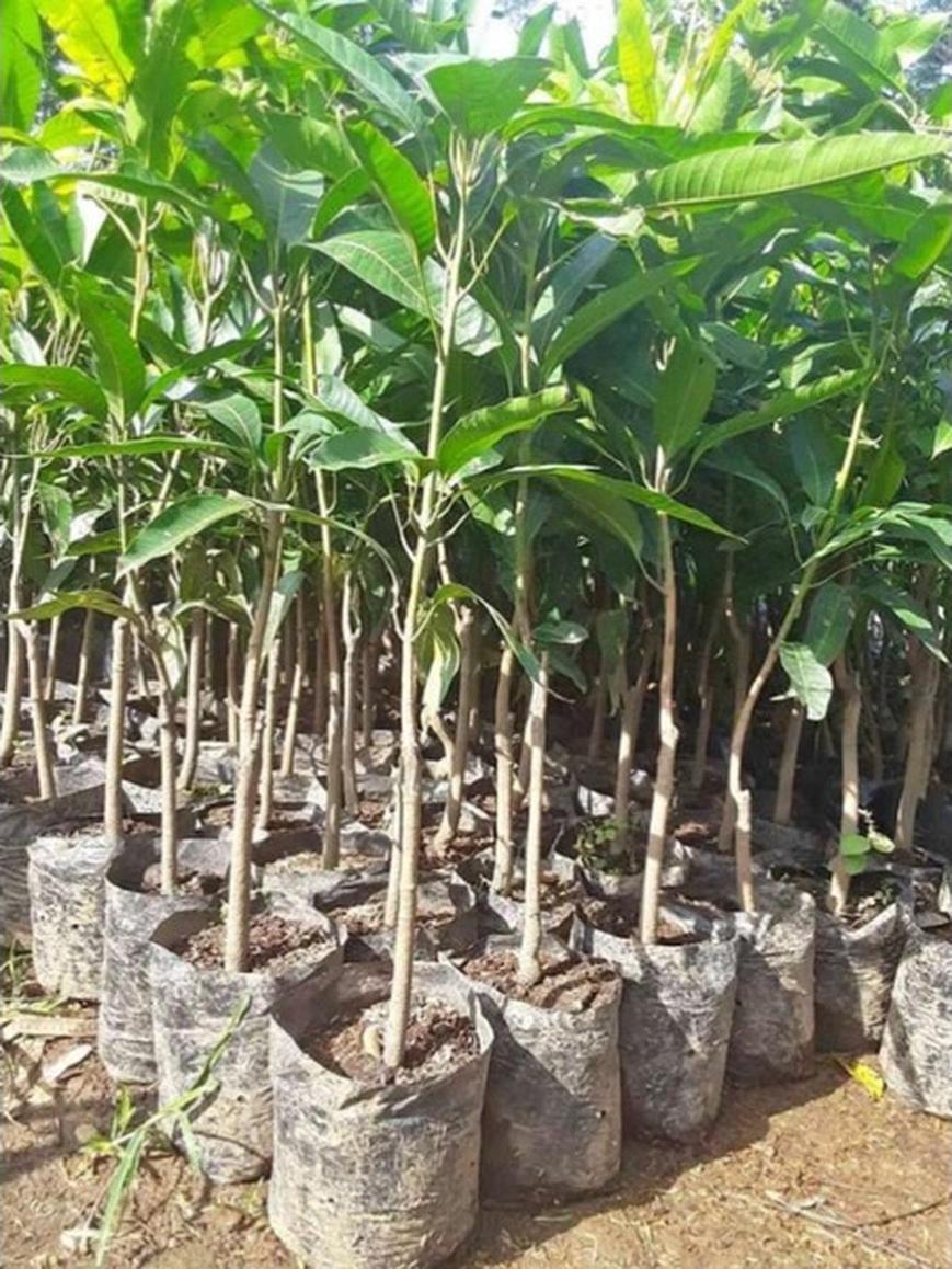 Gambar Produk jual tanaman mangga yuwen cepat berbunga Tulang Bawang