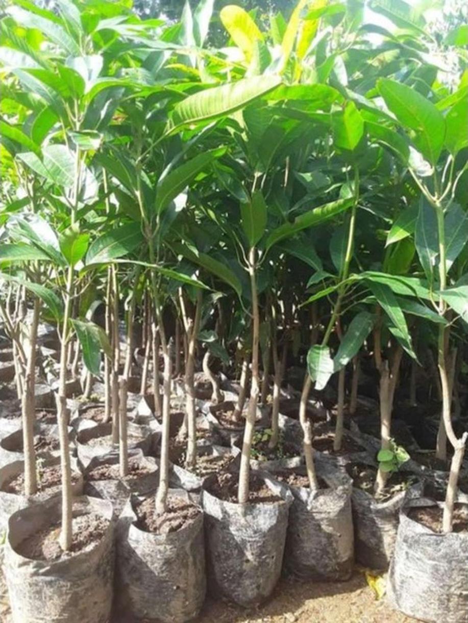 Gambar Produk jual tanaman mangga yuwen cepat berbunga Yalimo