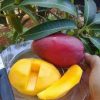 jual tanaman mangga yuwen Dogiyai