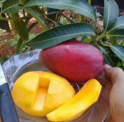 jual tanaman mangga yuwen Dogiyai