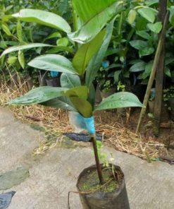 jual tanaman manggis biji kecil Gunung Kidul