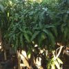 jual tanaman murah pohon mangga manalagi siap buah Manado