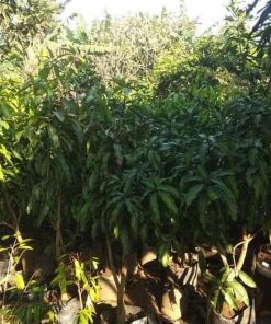 jual tanaman murah pohon mangga manalagi siap buah Nias Selatan