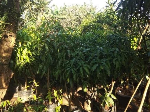 jual tanaman murah pohon mangga manalagi siap buah Nias Selatan