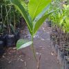 jual tanaman nangka merah okulasi indukan super cepat berbuah Buton