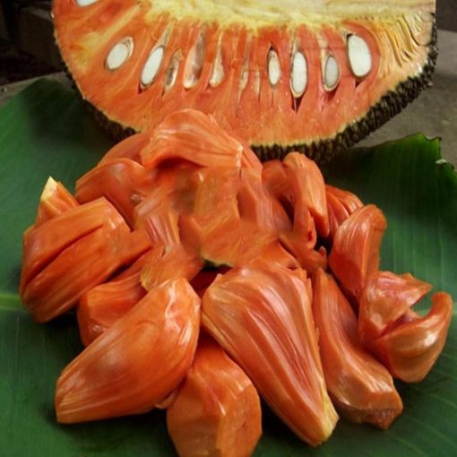 jual tanaman nangka merah okulasi indukan super cepat berbuah Murung Raya