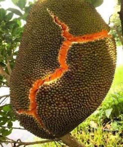 jual tanaman nangka merah okulasi indukan super cepat berbuah Simeulue