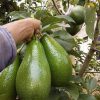 jual tanaman pohon alpukat aligator asli 40 70cm genjah bisa berbuah dlm Toraja Utara
