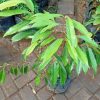 jual tanaman pohon buah duren durian montong musang king medan palu bawor Pidie