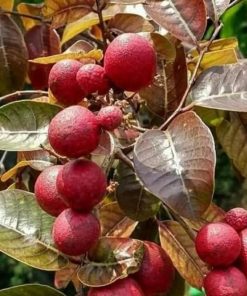 jual tanaman pohon kelengkeng merah okulasi Fak