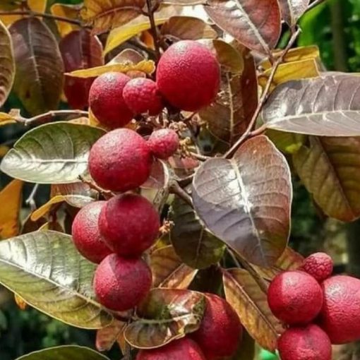 jual tanaman pohon kelengkeng merah okulasi Fak