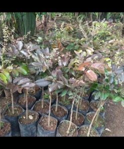 jual tanaman pohon kelengkeng merah okulasi Kepulauan Meranti