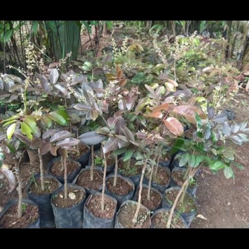 jual tanaman pohon kelengkeng merah okulasi Kepulauan Meranti