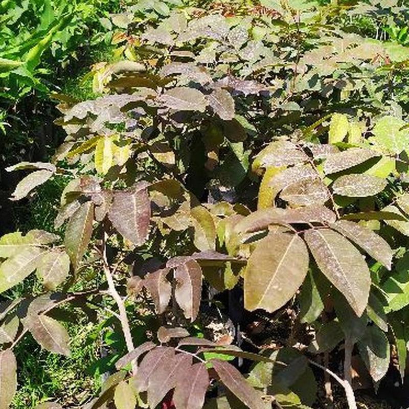 jual tanaman pohon lengkeng merah ruby Jayawijaya jual tanaman pohon lengkeng merah ruby Jayawijaya