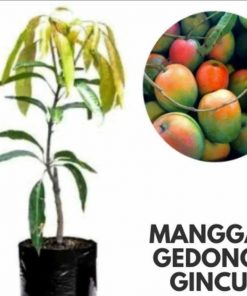 jual tanaman pohon mangga gedong gincu hasil okulasi cepat berbuah Landak