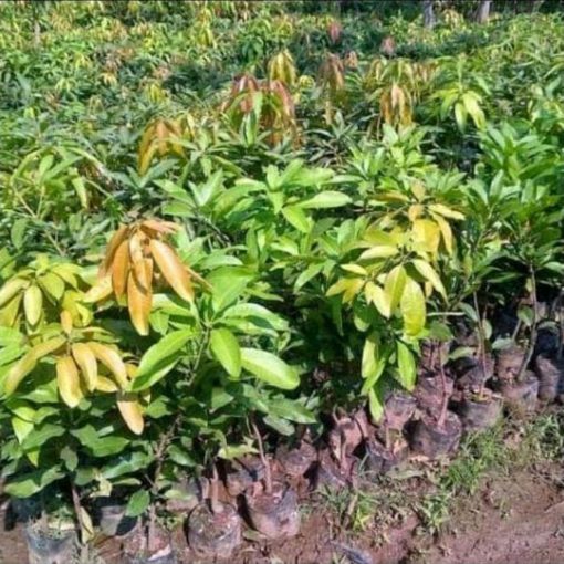 jual tanaman pohon mangga gedong gincu hasil okulasi cepat berbuah Serang