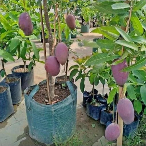 jual tanaman pohon mangga irwin hasil okulasi cepat berbuah Lamandau