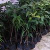 jual tanaman pohon mangga manalagi cepat berbuah terlaris murah unggul Poso
