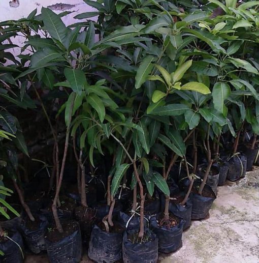 jual tanaman pohon mangga manalagi cepat berbuah terlaris murah unggul Poso