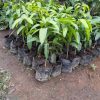 jual tanaman pohon mangga red emperor unggul cepat berbuah terlaris Bengkalis